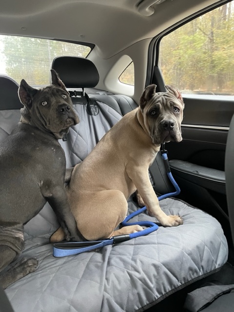 Two dogs sitting in the back of a car.