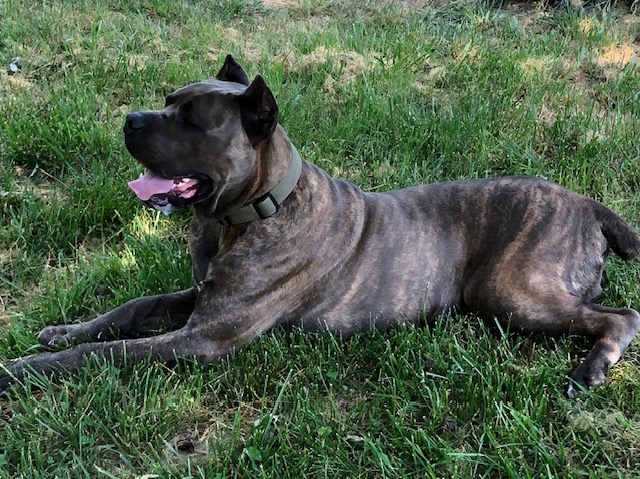 Brindle dog lounging on grassy area.