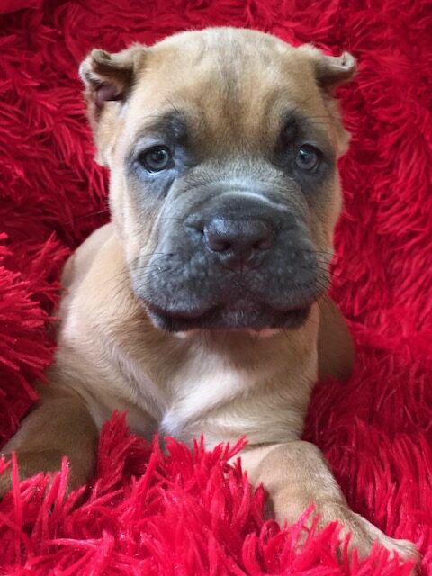 Puppy resting on a red fluffy blanket.
