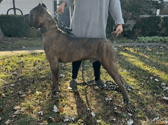 Person holding a large brindle dog outside.