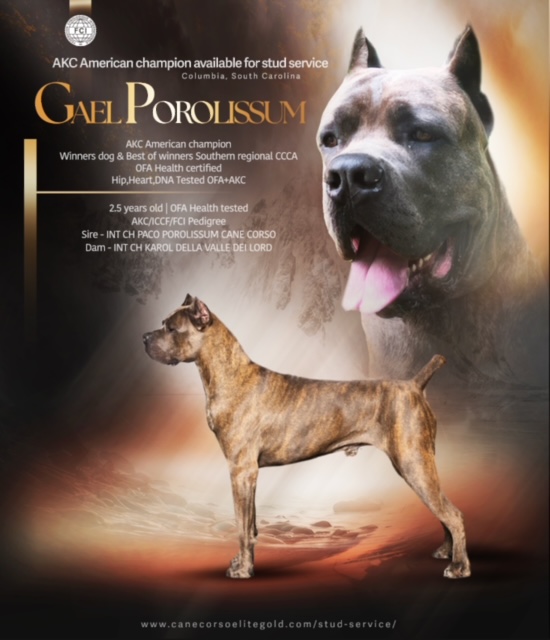 Brindle Cane Corso with promotional text.