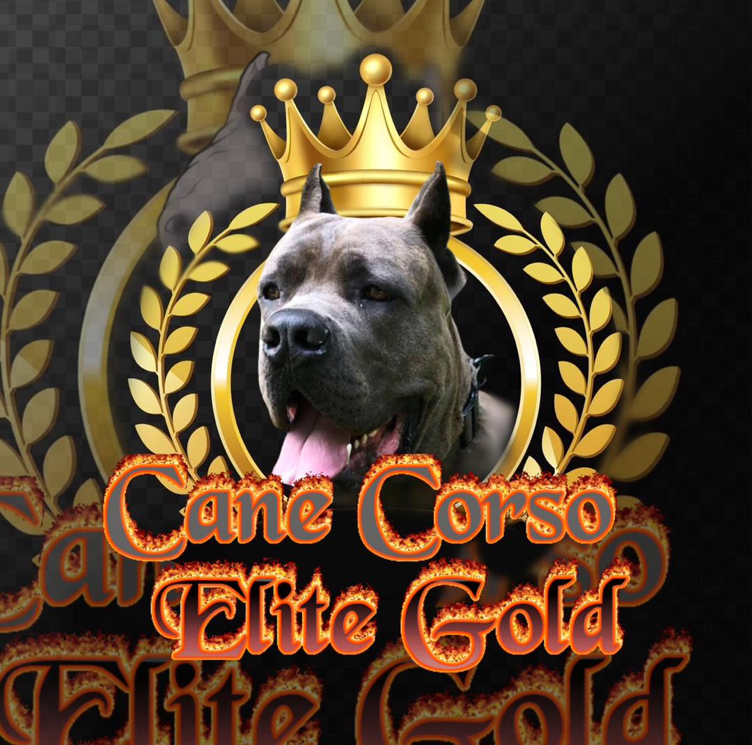 A dog with a crown and the words cane corso elite gold.