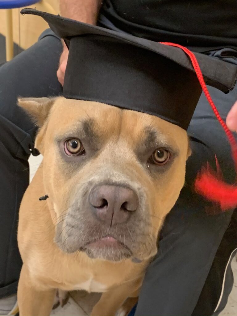 A dog wearing a graduation cap and holding onto a leash.