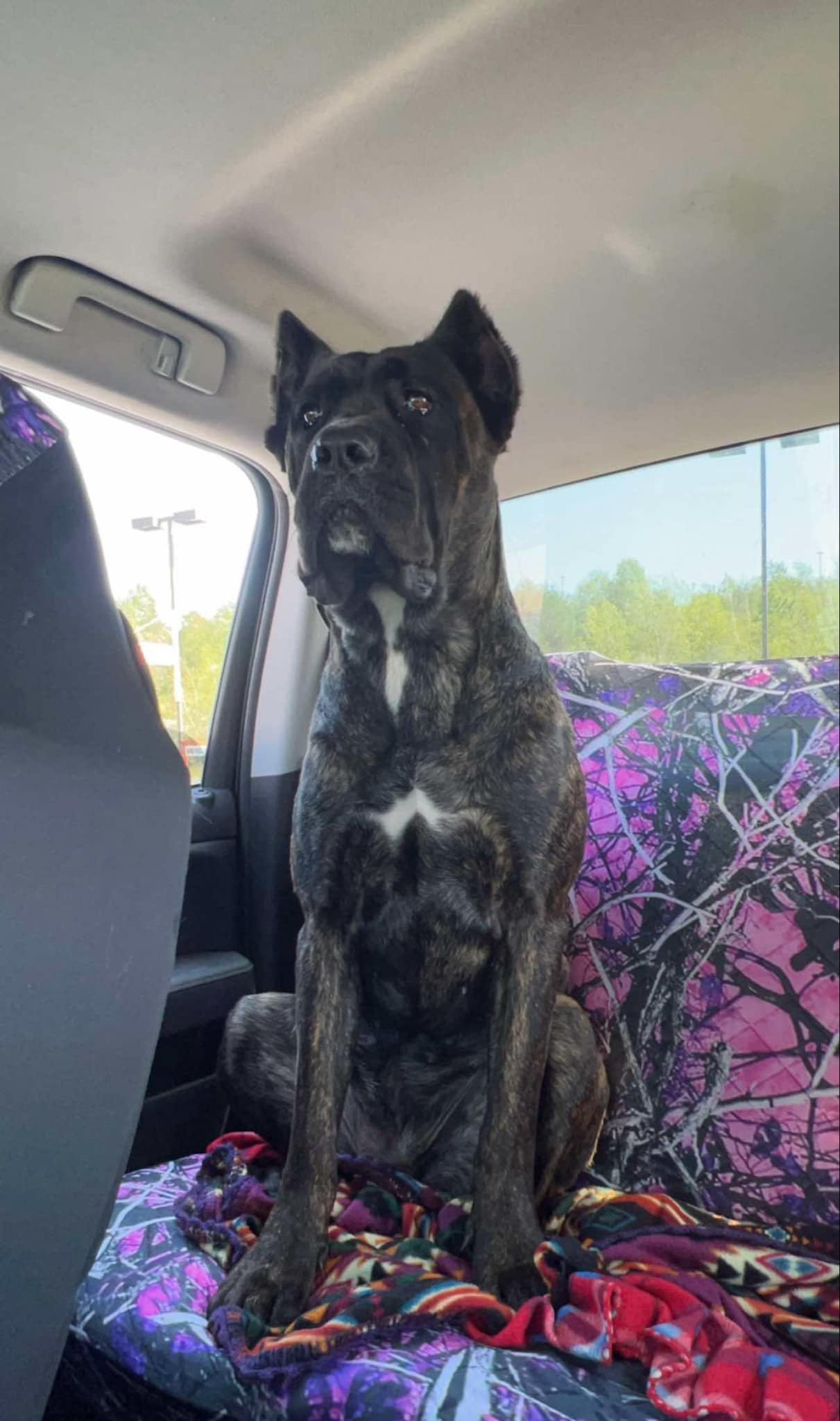 Brindle dog sitting in car backseat.